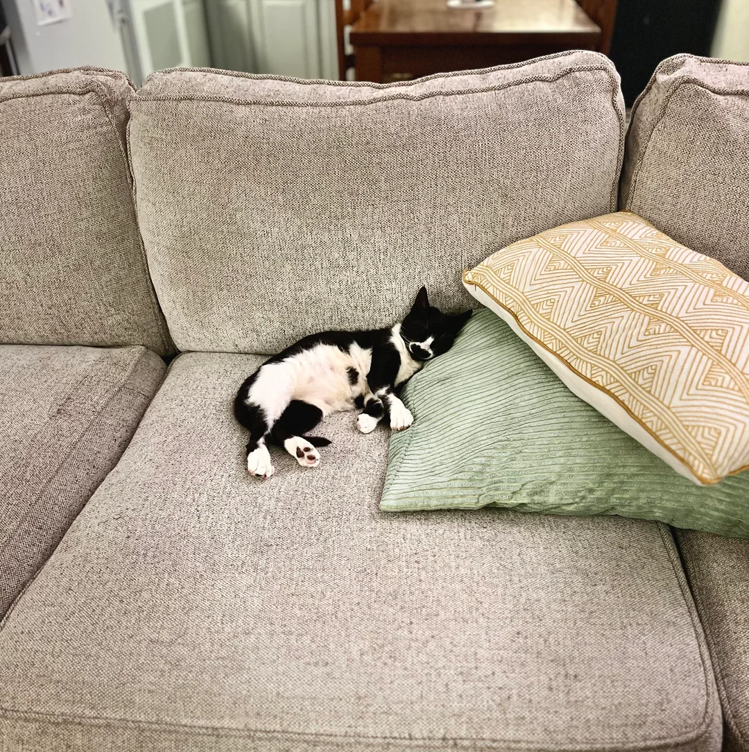 cat rescue transformation