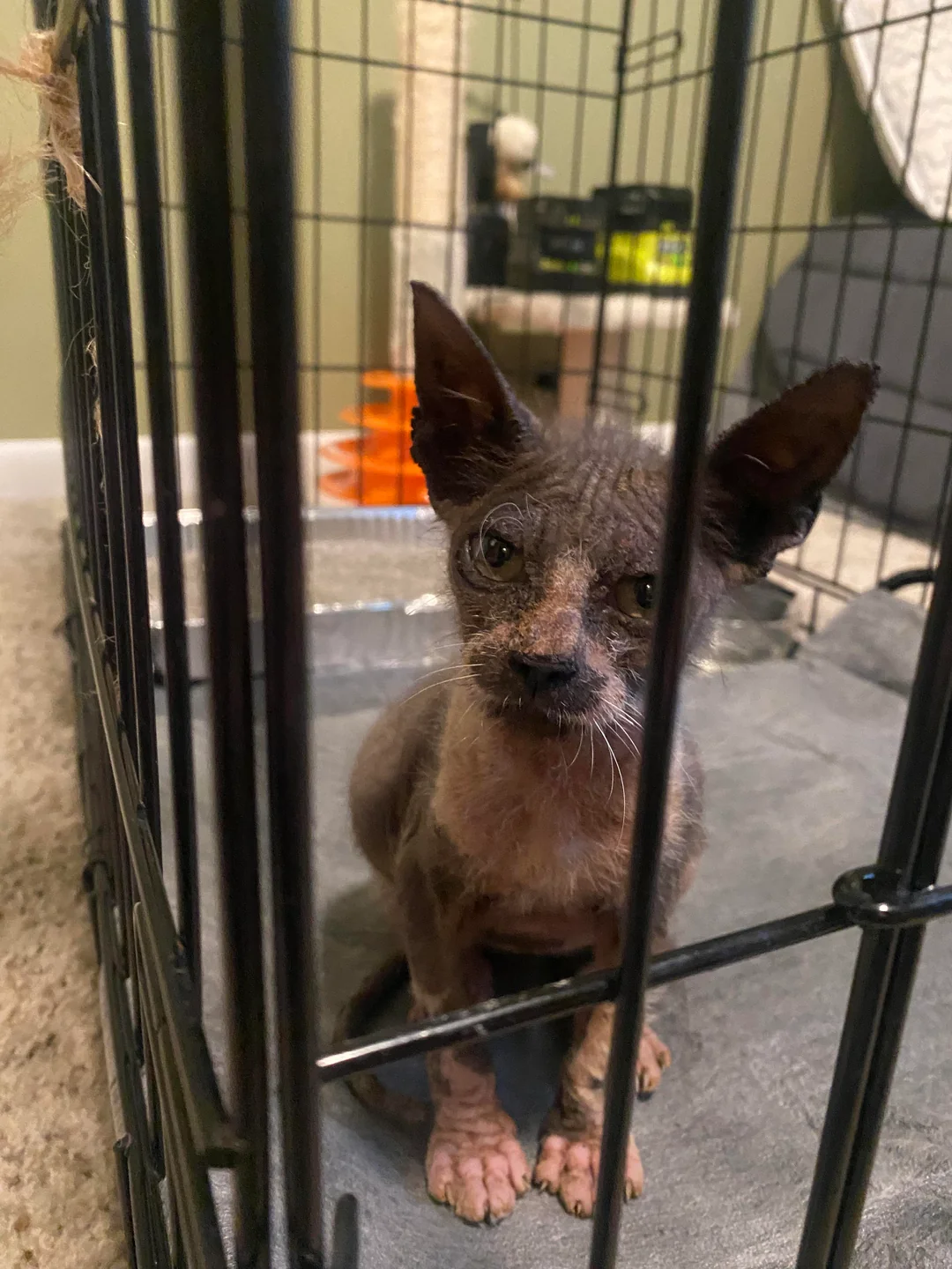 cat rescue transformation