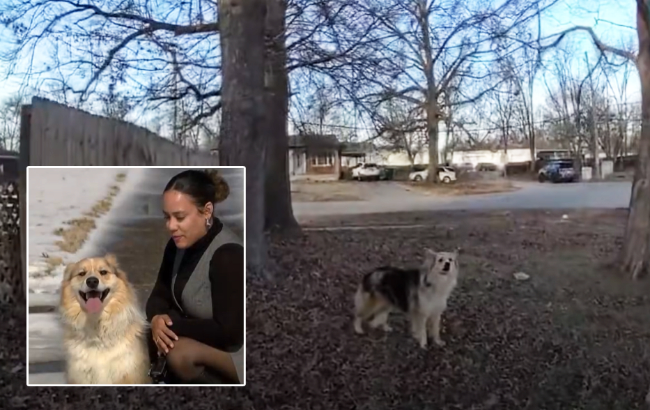 hero dog finds missing child