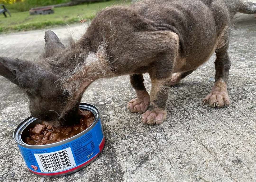 cat rescue transformation