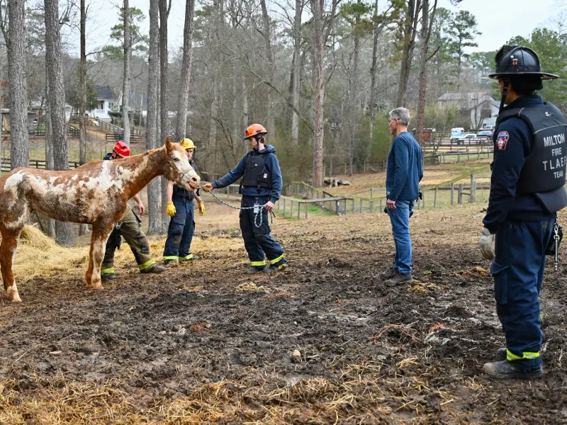 horse rescue