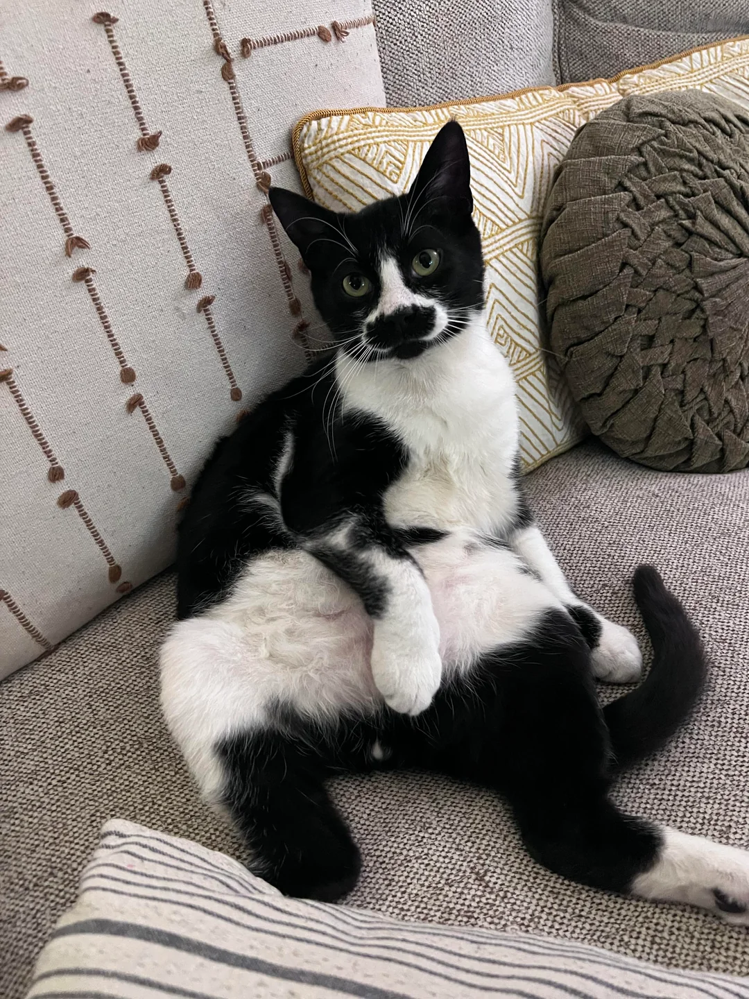 cat rescue transformation