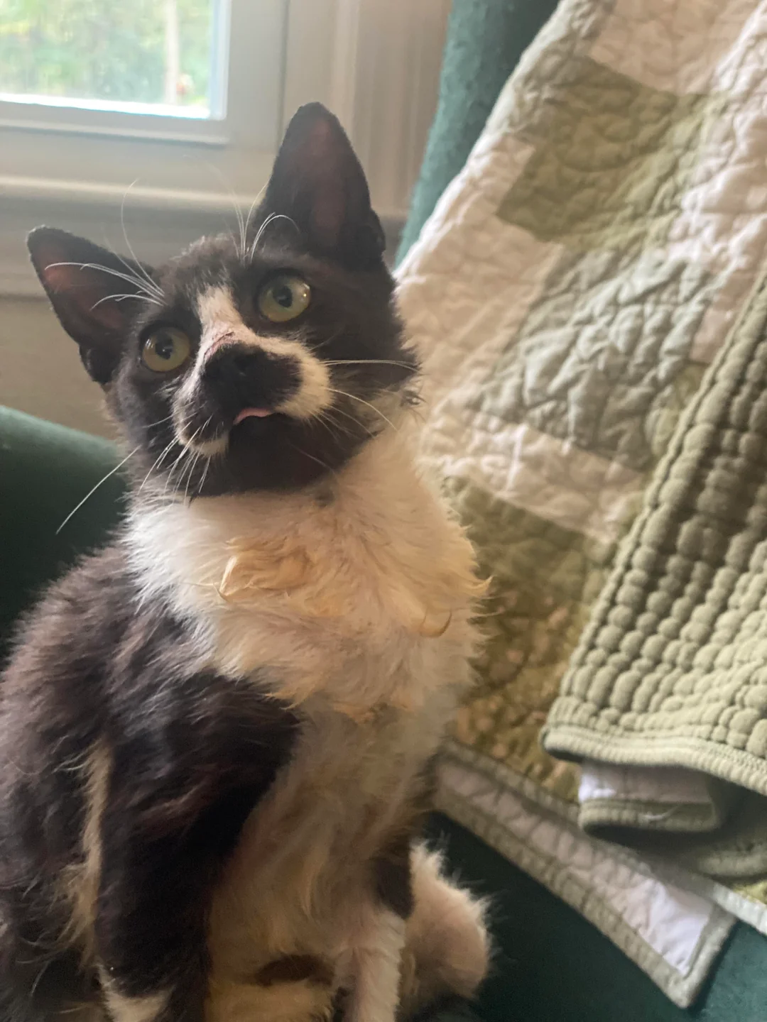 cat rescue transformation