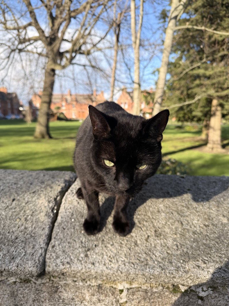 friendly black cat google maps