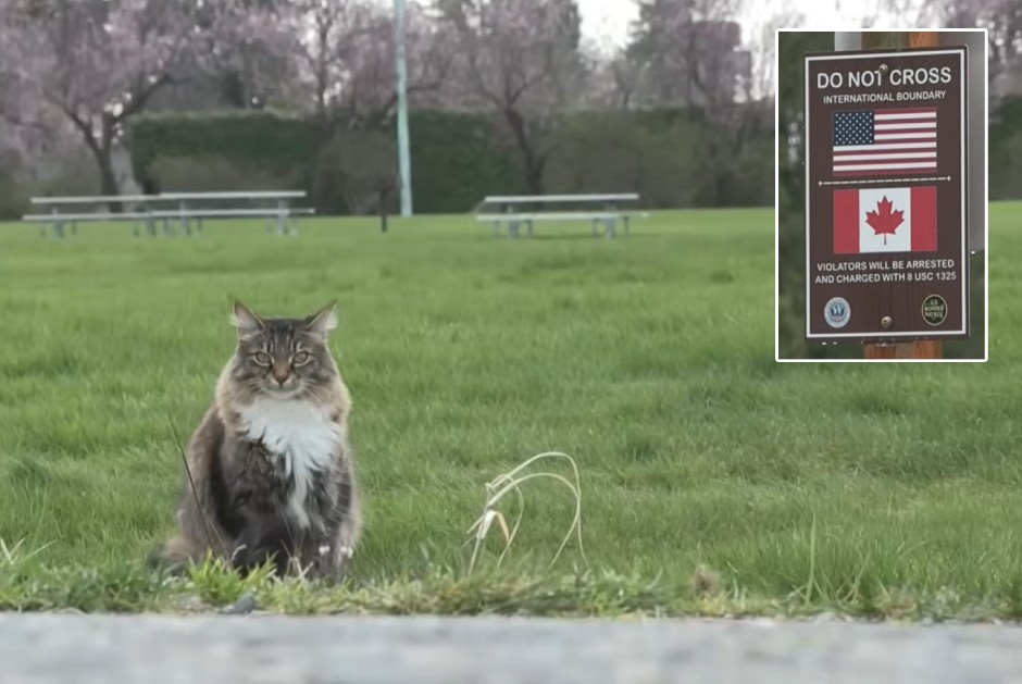cat crosses US Canada border