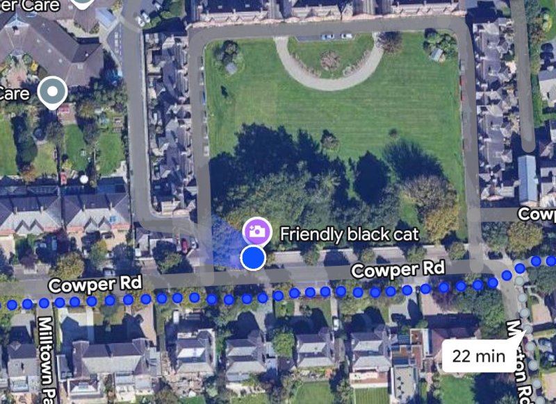friendly black cat google maps