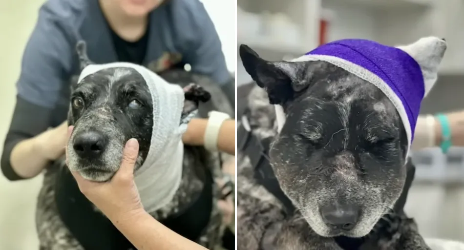 hero dog bear attack