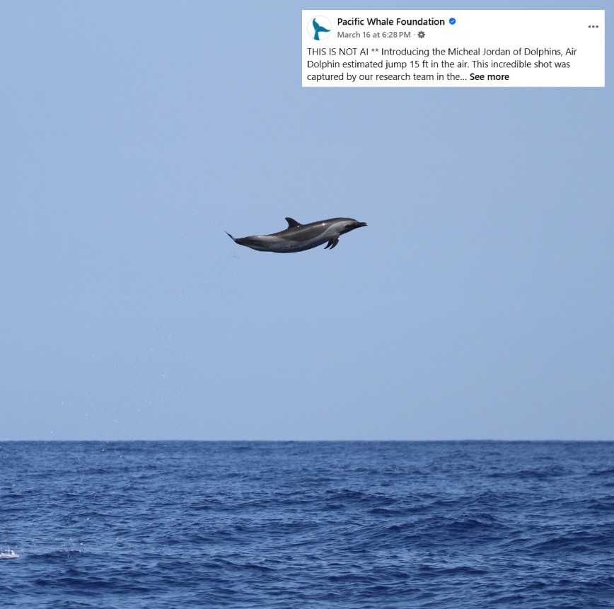 dolphin jump out of water