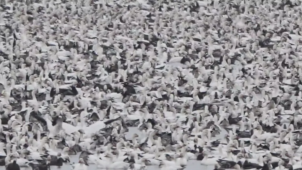 millions of snow geese Illinois