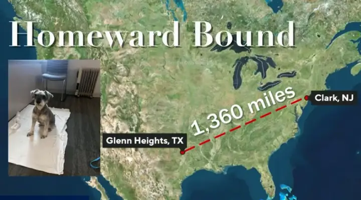 Missing Dog Found 1,300 Miles From Home — Police Care For Her Until Family Arrives