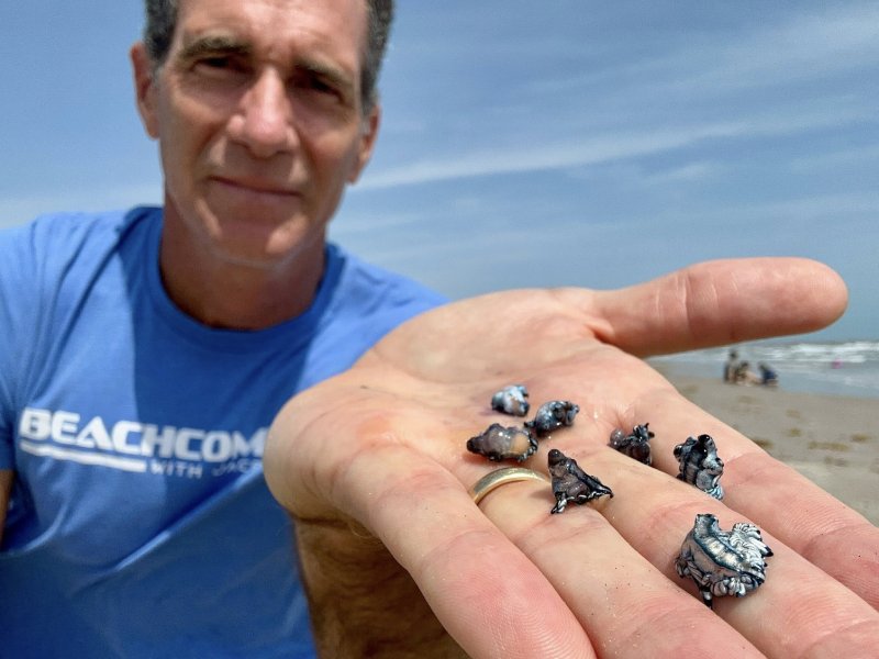 blue dragons sea slug