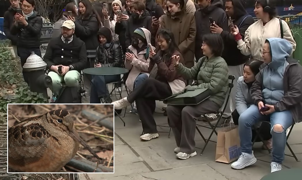 New York bird dancing