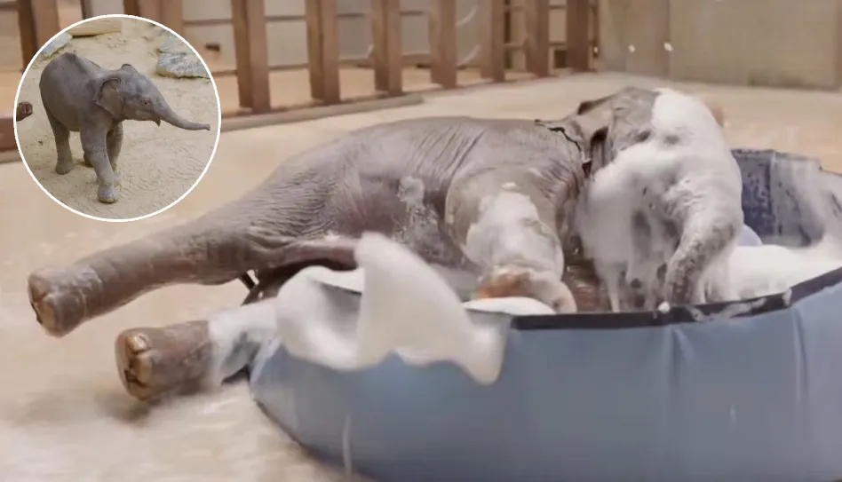 baby elephant bubble bath