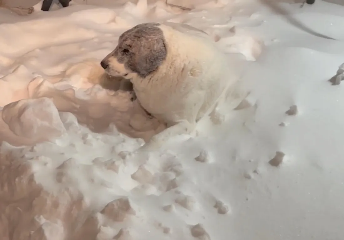 livestock dog in snow