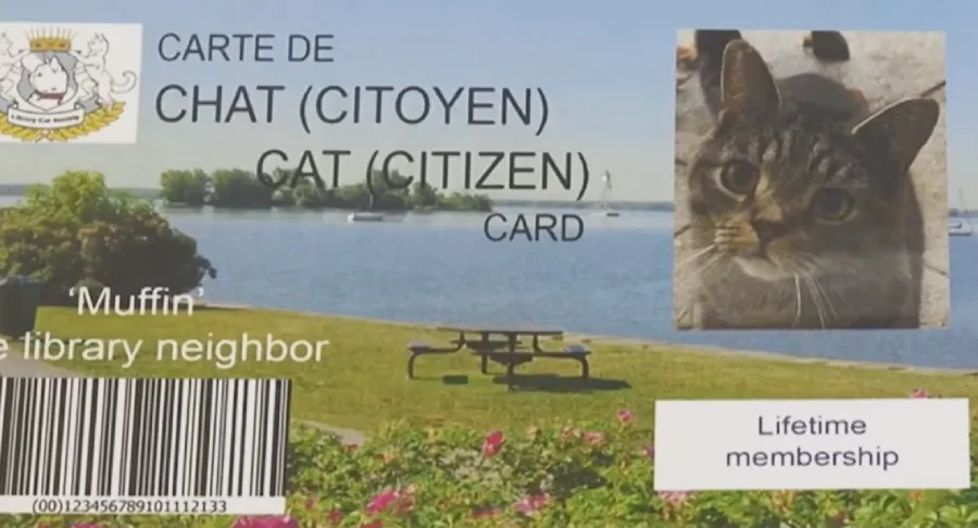 cat has library card