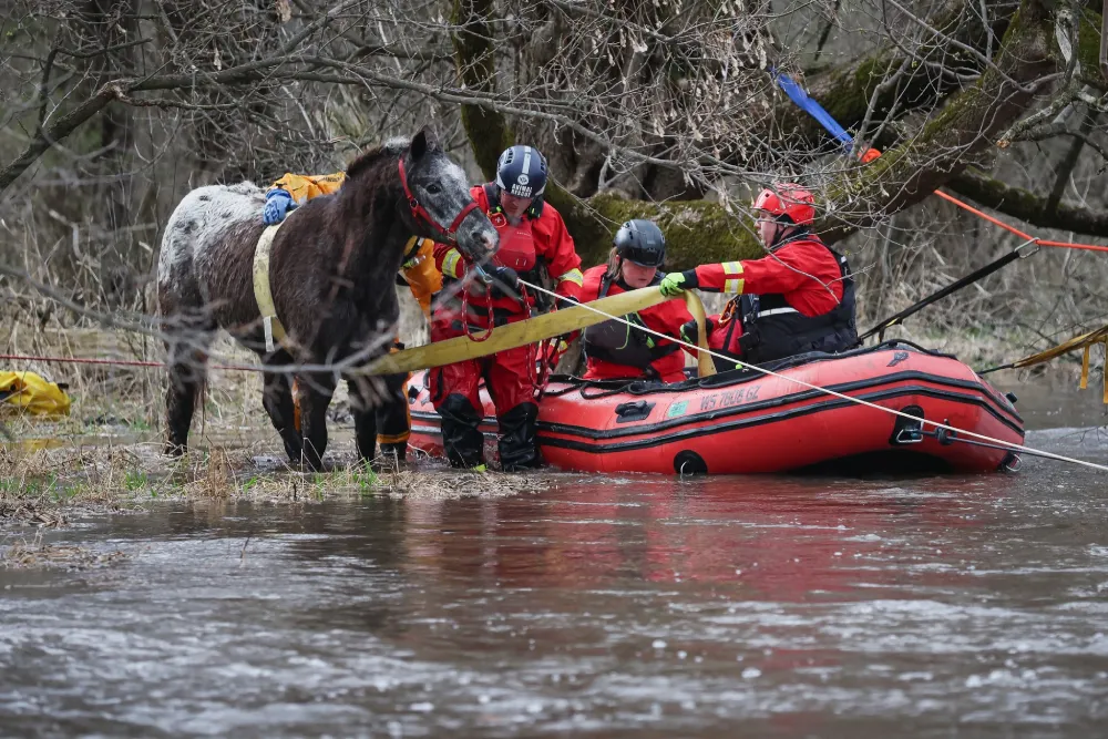 horse rescue