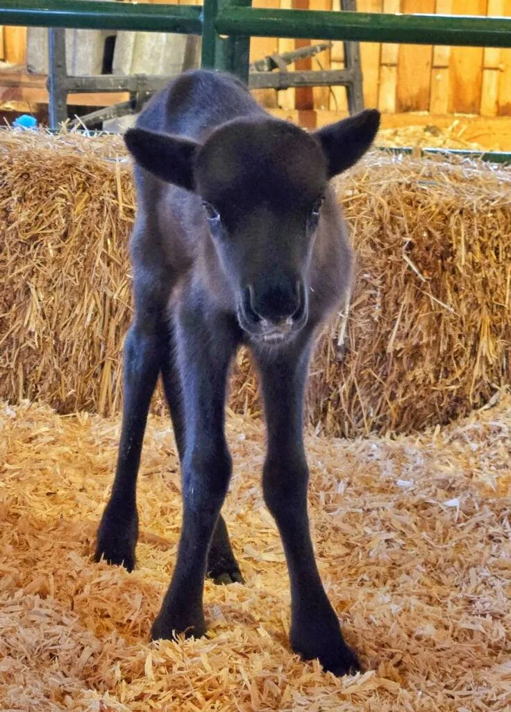 baby reindeer
