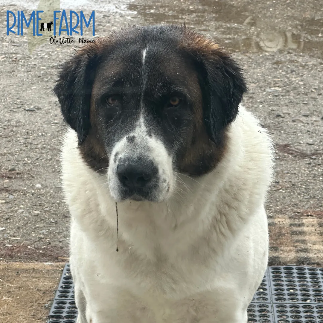guardian livestock dog